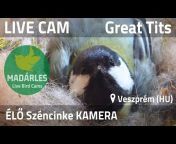 Madarles - Live Bird Cams