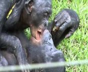 bonobohandshake
