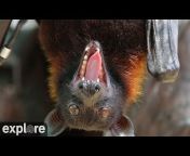 Explore Birds Bats Bees