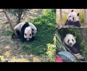 花叶猫 HuaYe Panda&#39;s