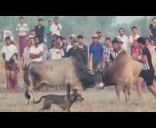 Myanmar Bull Fighting