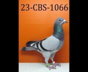 CBS Pigeon