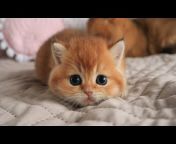 Teddy Kittens