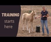 Basic Horse Training