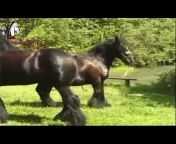 Horse Equestrians Breeder