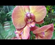 Beautiful Orchids with Liudmyla