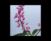 PhuongDao Orchid