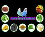 Birds And Animals Planet