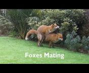 Foxes - Raw u0026 Wild