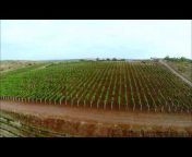 KRSMA Estates Vineyards