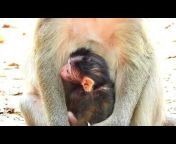 Monkey Momma