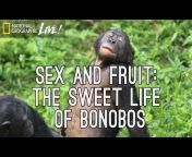 Chimpengi Gals Sex Xx Video - girl chimp sex Videos - MyPornVid.fun