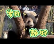 熊猫旺财