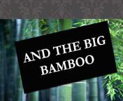 bamboo4377