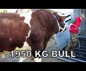 Biggest Bulls Of The World