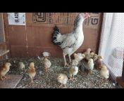 Sanjay Poultry u0026 Pet Farming