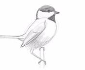 You don’t need to go outside to get to know birds: Try drawing them instead. David Sibley, an ornithologist who wrote and illustrated The Sibley Guide to Birds, created this short video for Audubon for Kids that shows how to sketch a Black-capped Chickadee—a teeny, acrobatic songbird that lives across the United States. Get out a piece of paper and a pencil or crayon, and try it yourself!