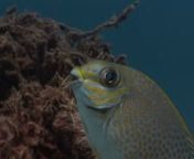 Cameraman Stewart Whitfield dives in to explore the bustling reefs of Racha Island in Thailand. On this dive, he&#39;s off to a spot called &#39;The Bay&#39; for close encounters with a spotfin lionfish, a venomous sea snake a camera-shy Kuhl&#39;s ray.