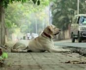 DOG : A film for a cause (with Boman Irani&#39;s voice) - Created by Scarecrow Communications / Directed by Kiran Deohans n( Renowned Cinematographer - known for his cinematography for films like Ramaiya Vastavaiya, Agneepath, Jodhaa Akbar, Kabhi Khushi Kabhi Gam, Aks and Qayamat Se Qayamat Tak and many more ) &amp; Aban Bharucha Deohans of Candid Creations ( Author : Book - What a Life Yaar !) / Music Director : Rajat Dholakia The music for the film is composed by Rajat Dholakia ( A National Award