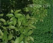 Concept &amp; Director - Prithish Chakraborty (Creovaent Production)nnMade for Flora Organic Tea nnVFX/Animation - Deepjyoti Handique nnJingle - Sourav MahantannVoice - Banashree Chowdhury