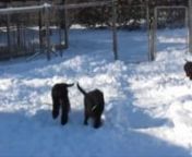 The Spophie puppies out romping in the snow