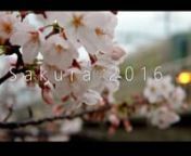 --------------------------n今年の桜をSONY a6300で撮ってみました。n一部、手持ち撮影あり。nnタイムラプスは5カットです。nn結局、去年UPした動画と同じ場所で撮っています。n去年の動画（https://youtu.be/YS0DdIE1JmM　SAKURA 2015 × SONY α6000+SELP1650 ）nn撮影場所n・夙川公園n・六甲 桜のトンネルn・弓弦羽神社n----------------------------------------------------------------ncamera：SONY a6300nlens：SONY E PZ 16-50
