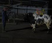 Double Muscle nHD video, 11 minute loop, 2016. nThe video installation depicts a Belgian Blue bull wearing a semen-straw object based on the myostatin gene. This gene is responsible for muscle growth regulation. Through 150 years of line-breeding, Belgian farmers managed to manipulate this gene to achieve the “double muscle” Belgian Blue breed.