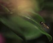 A short look into the invisible worlds we find in our gardens, this time we look at a hover-fly bee mimic at 2000 fps. nshot on the Weisscam HSIInnDp: Cedric SchmidnEdit: Maike Simon