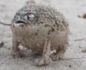 This little desert rain frog sounds like a squeak toy when it gets defensive with the cameraman.nnVideo Provided By: Dean Boshoff / GT PhotonnRanger Rick