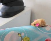 This is a stop motion created in 2009. Join this little mousie through his grand adventure.