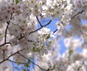 Sakura:An Early Spring Briden樱花：初春的新娘 （03:53，Atlanta,2019）n音乐：G.M.