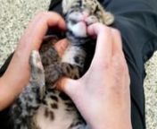 Clouded Leopard Cub - 2019 - Kate Sarber from sarber