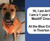 Hello, I&#39;m ArinnI&#39;m a 1-year-old Mastiff from Tiverton rehoming centre and I&#39;m looking for my forever home. Please read my profile to find out more.nnhttps://www.bluecross.org.uk/pet/ari-1128174?type=adopt