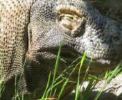 The Komodo dragon (Varanus komodoensis) is a large species of lizard found in the Indonesian islands of Komodo, Rinca, Flores, and Gili Motang. A member of the monitor lizard family (Varanidae), it is the largest living species of lizard, growing to an average length of 2 to 3 metres (6.6 to 9.8 ft) and weighing around 70 kilograms (150 lb). Their unusual size has been attributed to island gigantism, since there are no other carnivorous animals to fill the niche on the islands where they live. H