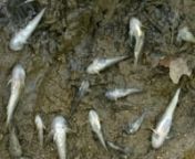 Avril 2017 : En quelques heures, des milliers de poissons morts, des cours d&#39;eau anéantis pour plusieurs années, des millions d&#39;euros d&#39;argent publics investis en vain pour lutter contre la pollution, restaurer les milieux aquatiques, faire remonter truites et saumons. nCoupables : des élevages porcins et des dizaines de m3 de lisier déversés dans le Jaudy, provoquant arrêt des pompages d&#39;eau par les collectivités et mortalités des poissons : chabots, lamproies de planer, vairons, truite