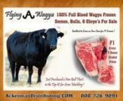 LDZ ITOMICHI 05H # FB5729 - 2020 BullnCall Dean for more Info # 970-539-0641n--n* Wagyu Cattle have Superior Beef Conversion !n* They have the Ability to Marble on Both Grain &amp; Pasture Feeding !n*On Beef Crosses Breeds, Wagyu increase the Marbling, &amp; improves the Grade !n* It has up to 30% more Monounsaturated fat than normal beef due to the high marbling of the meat, as well as incredibly high omega 3 and omega 6 content. n* Wagyu beef has the lowest cholesterol levels of all meats, e
