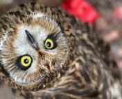 We are excited to introduce you to Kenriiq, a Short-eared Owl who is our newest Education Team member.nKenriiq came to us from western Alaska after school staff discovered children picking him up by his wings on the playground.nWhen he arrived at Bird TLC, he was in perfect physical condition, but it was evident that he was habituated to humans and non-releasable to the wild. As a fully-flighted and habituated bird, Kenriiq was an ideal candidate to be part of our Education Team and an Ambassado