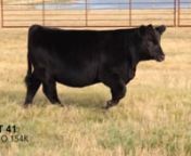 Lot 41- Black Gold Ms Hayleigh 154K.mp4 from 154k