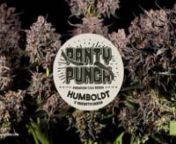 Strain: Panty PunchnGenetics: Panty Punch X Purple Punch AutonIndica dominant nTHC: Super High (up to 30%)nHappy Chill effectnHuge yield nFruity &amp; Herbal tastenLife cycle: 11 weeksnnn#semillasdebarcelona #seedstockers