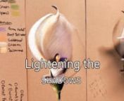 9CP Calla Lily Lightening the Shadows from 9cp