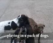 Cruelty Survivors in Play Packs from dogs ks