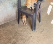 Cat And Puppy are playing