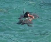 Localització d&#39;una tortuga marina a n&#39;es Caló Blanc de Menorca, el 13 de juliol de 2007.