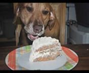 I made this low carb meat based carrot cake for my dog Maze&#39;s second birthday. The humans also like it.