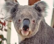 In Australia&#39;s eucalyptus forests live one of the country’s most iconic animals – the koala. These bear-like creatures may be universally loved, but their population is declining. To save them, we need to understand their ways. nnKoalas are born weighing as little as a gram. Being marsupials, mothers protect and feed their young within the protective space of their pouch. After six months, the joeys emerge from their safe haven to spend another six months on their mother’s backs. Once matu
