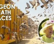 Shocking footage from a PETA US undercover investigation into the South African Million Dollar Pigeon Race (SAMDPR) reveals that pigeons suffering from diseases are forced to race over 370 miles in 33-degree heat. The Queen sends pigeons to this deadly race every year.nnCall on the Queen to end her involvement in this cruel
