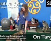 Ron Watson and Apryl Lea explore the Targeting behavior with assistance dog candidates, disc dogs, and a stunt kitty extraordinaire.nnSeason 2 Episode 2 of Pawsitive Vybe - Right OnTarget:n0:13 - Zig Zag with Lootn1:20 - Alert with Parkourn3:16 - Show Intron4:32 - Your Questionsn6:43 - Introduction to Hand Targeting with Liln8:37 - Upping the Ante on the 1 Footed Footstalln11:04 - Shout Out to Show Backersn12:22 - Switching from Hand Target to Objectsn15:14 - Freeshaped Multiple Target Targeting
