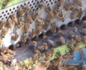 L&#39;apicoltrice Barbara Foddi è impegnata nella produzione di api regine.