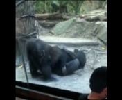 Gorilas fazendo sexo oral em zoológico nos EUA from sexØ¹