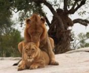 Brilliant mating lions taken by David Wilson. Enjoy xxx